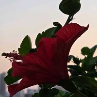 ハイビスカス,ミント,カワラナデシコ,ベランダガーデン,夕焼けの画像