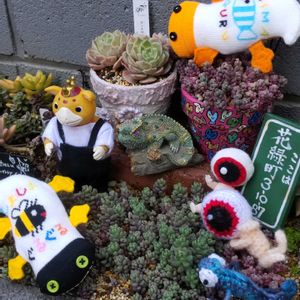 パープルヘイズ,パープルヘイズ,姫秀麗,オウンスロー,グラプトペタルム メンドーザエの画像
