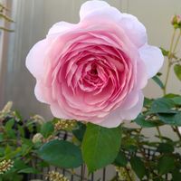 ツルニチニチソウ,バラ,オリビアローズ オースチン,ばら,ピンクの花の画像