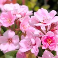 シャリンバイ,ベニバナシャリンバイ,お花,ピンクの花,ピンク色の花の画像