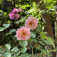 フェリシア,花のある暮らし,自然の癒し,今朝の庭,小さな庭の画像