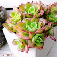 夕映え,多肉植物,多肉植物のある暮らし,おうち園芸の画像