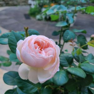 バラ,アレゴリー,ギヨーNo.1 ラ・プレミエール,バラ 鉢植え,デルバールの画像
