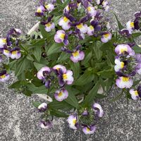 ネメシア,鉢植え,花が好き,無農薬❤家庭菜園,野菜が好きの画像