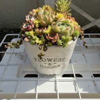 多肉植物,寄植えの画像