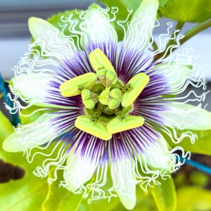 パッションフルーツ,グリーンカーテン,実のなる植物,花のある暮らし,緑のある暮らしの画像