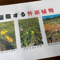 オオキンケイギク,コマツヨイグサ,アメリカネナシカズラ,ワークショップ ,特定外来生物の画像