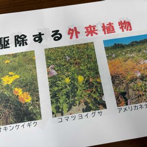 オオキンケイギク,コマツヨイグサ,アメリカネナシカズラ,ワークショップ ,特定外来生物の画像