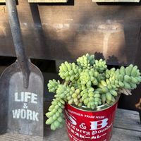 ビアホップ ,多肉植物,可愛い,多肉植物のある暮らし,癒し時間の画像