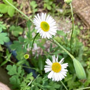 カモミール,ジャーマンカモミール,ハーブ,白い花,いつもありがとう♡の画像