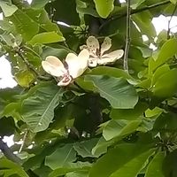 ホウノキ,ホウノキ,ホオノキ（朴の木）,花言葉,今日のお花の画像