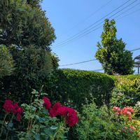 白薔薇,新緑の庭で,挿し木から成長,嬉しい❤️,大好き♥️の画像