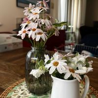 観葉植物,切り花,ガーデニング,カラーリーフの画像