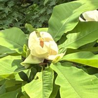 アケビ,ズミ,ズミ,アオダモ,アオダモの画像