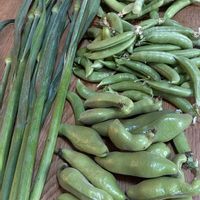 グリーンピース,ソラマメ,サラダ春菊,家庭菜園の画像