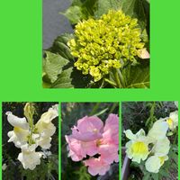 ゴーヤ,ゴーヤ,紫陽花,紫陽花,金魚草の画像
