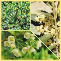オリーブ,コメツブツメクサ,イヌツゲ,お出かけ先にて,幸せの黄色いお花の画像