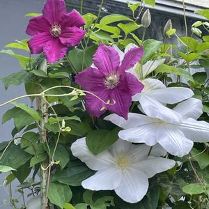 青空,テラス,玄関アプローチ,庭の画像