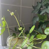 ヘデラ,ウォーターマッシュルーム,アイビー,多肉植物,観葉植物の画像