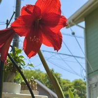 アマリリス,お花,花のある暮らしの画像