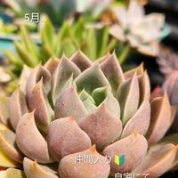 セダム,エケベリア,オーロラ,エケベリア　サマードリーム,アズール ブルーの画像