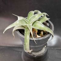 多肉植物,観葉植物,珍奇植物,ビザールプランツ,ディッキア属の画像