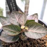 ユーフォルビア フランコイシー,多肉植物,ユーフォルビア,珍奇植物,植物のある暮らしの画像