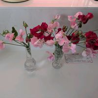 キングサリ,スイートピー,ヤマアジサイ 紅,チーム愛知,Juneの会の画像