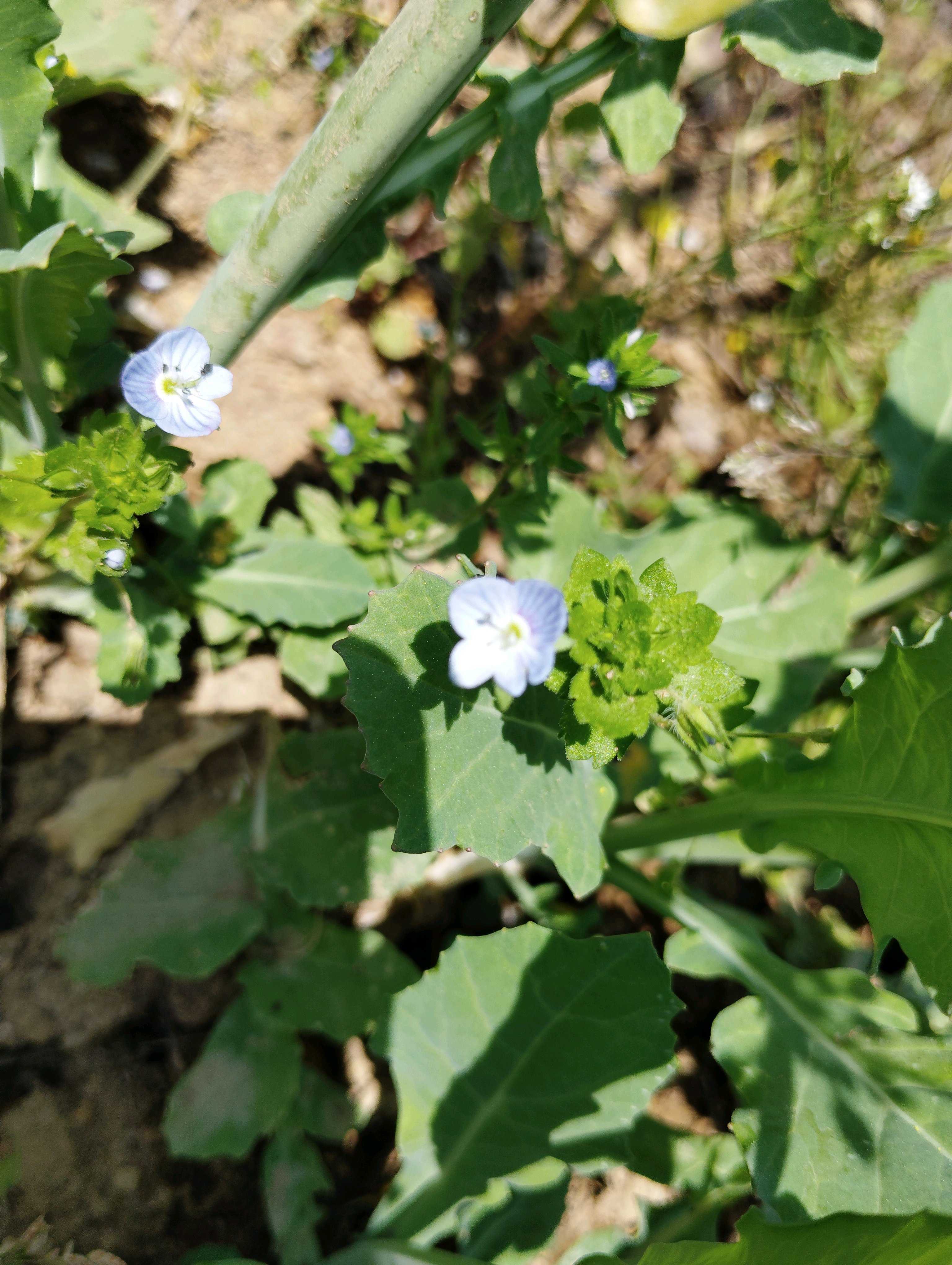 オオイヌノフグリの投稿画像一覧｜🍀GreenSnap（グリーンスナップ）