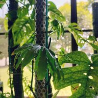 アンスリウム・ポリスキスツム,観葉植物,インドアグリーン,葉っぱ好き,みどりのある暮らしの画像