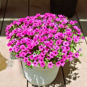 サフィニアプチ さくらもこもこ,花びら,サントリー フラワーズ,蕾 つぼみ,切戻しの画像