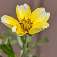 花のある暮らし,挿し木から成長,富山支部の画像