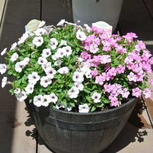サフィニアプチ,花びら,サントリー フラワーズ,蕾 つぼみ,テラスの画像