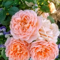 アルストロメリア,カーネーション,ガーベラ,バラ,薔薇の画像