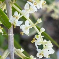 オリーブ,開花,植物のある暮らし,植物の生命力,その他エクステリアの画像