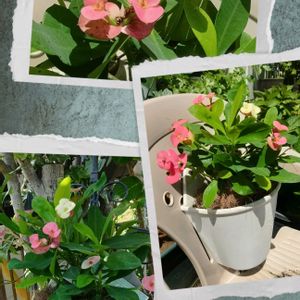 ハナキリン,ハンキング,PR,PR,三ツ星品質モニターの画像