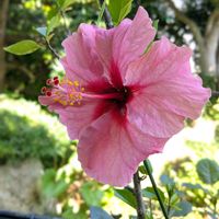 宿根バーベナ,バラ（薔薇）,新緑の庭で,✨ニオイバンマツリ✨,挿し木から成長の画像