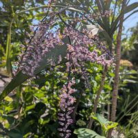 コルジリネ・ストリクタ ,青ドラセナ,観葉植物,熱帯植物,植物のある暮らしの画像