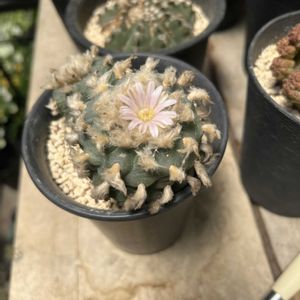 烏羽玉,多肉植物,開花,咲いた！,花のある暮らしの画像