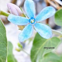 オリーブ,ホタルブクロ,オキシペタラム ブルースター,オリーブの花,オリーブの花の画像