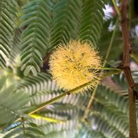 ネムノキ,エバーフレッシュ,エバーフレッシュの花,観葉植物,観葉植物の花の画像