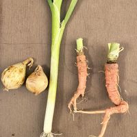 ニンジン,野菜,ネギ,タマネギ,野菜遺産プロジェクトの画像