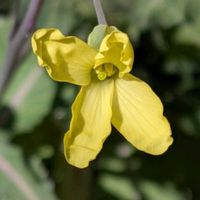 ハボタン,葉牡丹,ビオラ,クロオオアリ✽,ビオラの 種の画像