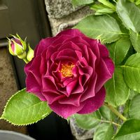 バラ ディスタントドラムス,ガーデニング,お花,ばら バラ 薔薇,エプタイド薔薇の画像