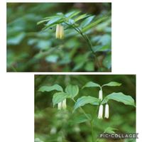 アマドコロ,スミレ,ラショウモンカズラ,サカハチチョウ,タニギキョウ？の画像