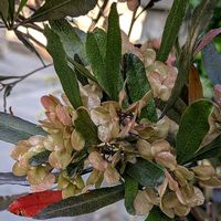 ドドナエア,ドドナエア,ハウチワノキ,植物のある暮らし,botanical lifeの画像