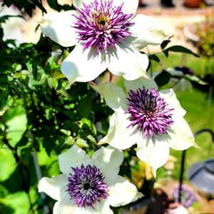 地植え,かわいいな♡,成長が楽しみ,お花好き,すてき…♡の画像