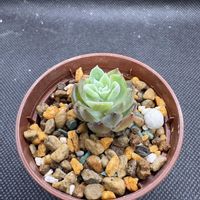 エケベリア,多肉植物,カット苗,楽天の画像