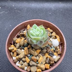 エケベリア,多肉植物,カット苗,楽天の画像