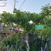 セイヨウニンジンボクの画像